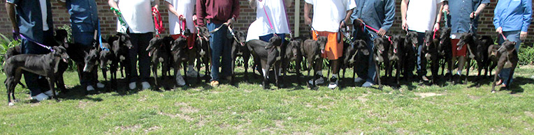 Twenty Black Greyhounds